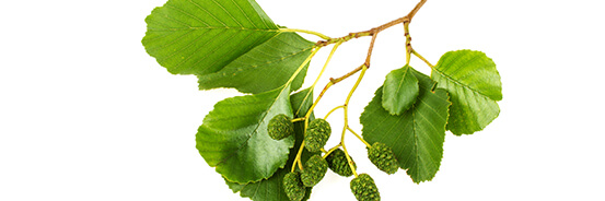 Le macérat de bourgeons d'Aulne glutineux